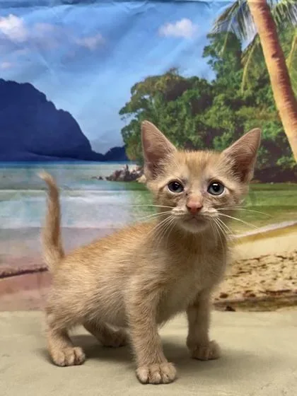 A baby small-sized male Domestic Short Hair cat named Mandarin for adoption in San Antonio, TX