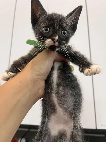 A baby small-sized male Domestic Short Hair cat named Polly for adoption in West Chester, PA