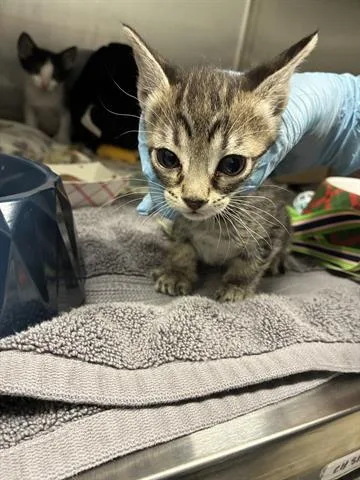 A baby small-sized female Domestic Short Hair cat named Pepperoni for adoption in San Martin, CA