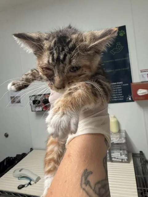A baby small-sized female Domestic Short Hair cat named Jessie for adoption in Bakersfield, CA