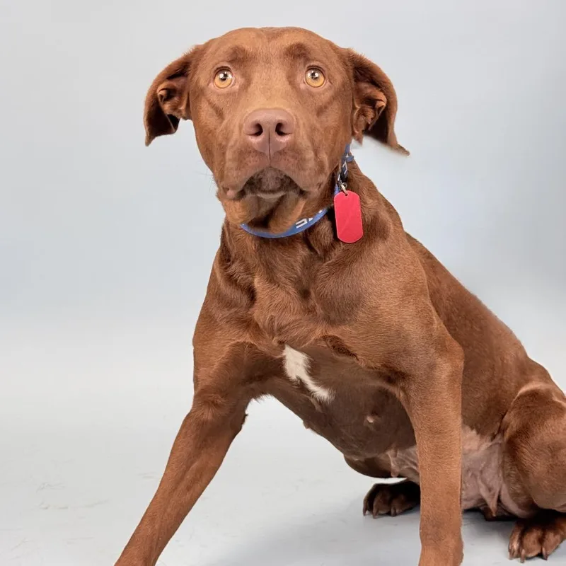 An adult medium-sized female Brown / Chocolate Pit Bull Terrier dog named Kellis for adoption in Portland, OR