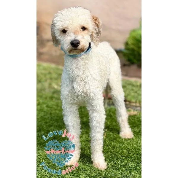 A young small-sized male White / Cream Miniature Poodle dog named Dominick Rb for adoption in Inglewood, CA