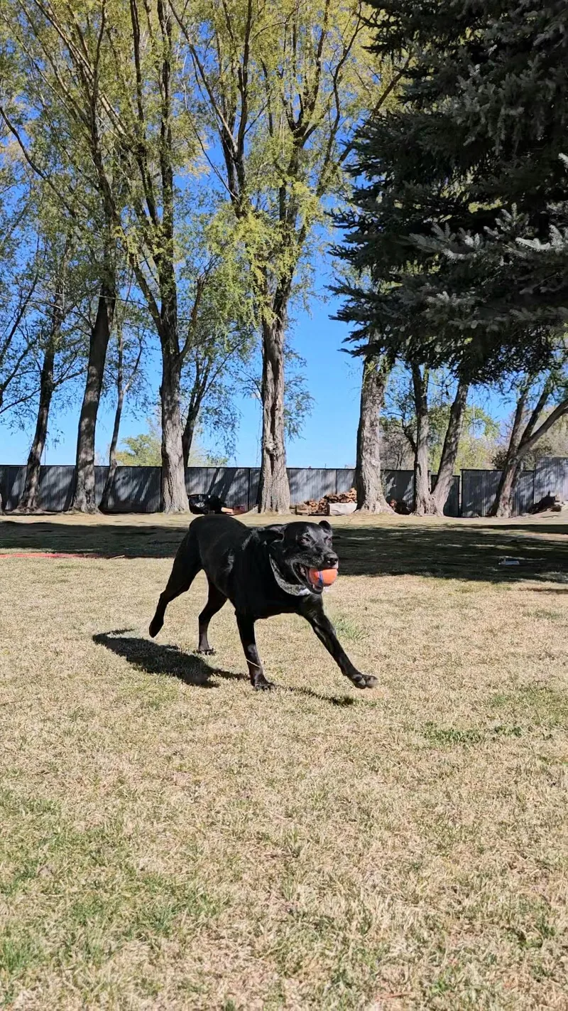 A senior large-sized male Labrador Retriever dog named Buddy for adoption in Twin Falls, ID
