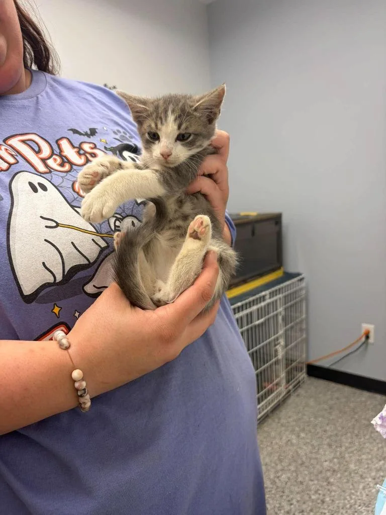 A baby medium-sized male Domestic Short Hair cat named Macadamia for adoption in Republic, MO