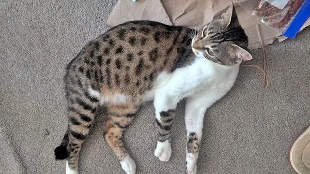 An adult medium-sized female Domestic Short Hair cat named CHICKADEE  Young Bengal for adoption in Hillsboro, OR