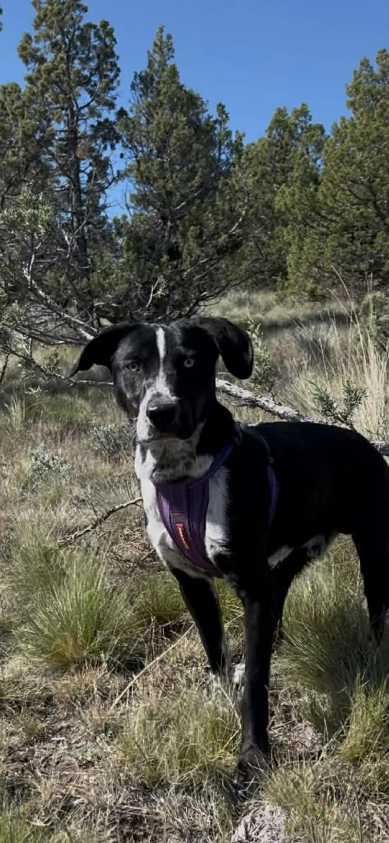 A young medium-sized male Black Cattle Dog dog named Sarge for adoption in Bend, OR