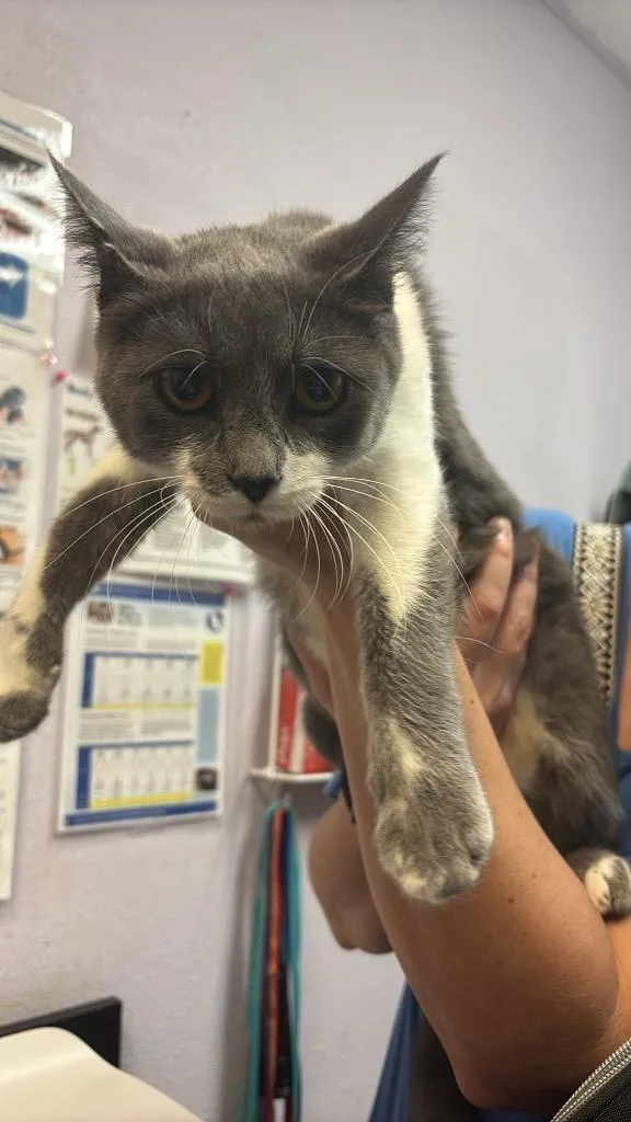 A young medium-sized female Domestic Short Hair cat named Domino for adoption in New Braunfels, TX