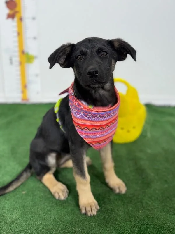 A baby medium-sized female Black German Shepherd Dog dog named Martina for adoption in Carlsbad, CA