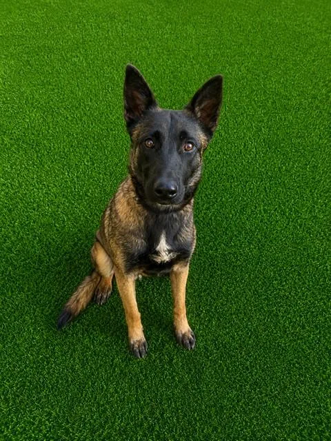 A young medium-sized female Belgian Shepherd / Malinois dog named Love for adoption in Lancaster, CA