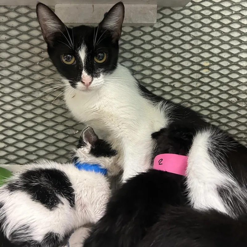 A young small-sized female White American Shorthair cat named Mabel for adoption in Guaynabo, PR