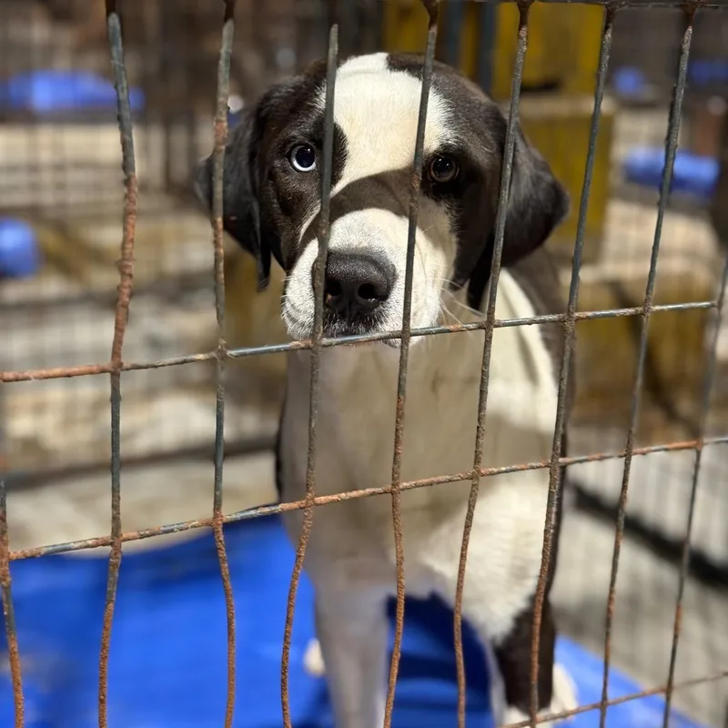 An adult medium-sized male Black Catahoula Leopard Dog dog named Buck Ryder for adoption in Fort Smith, AR