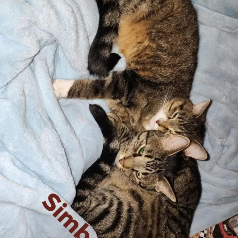 An adult small-sized male Gray / Blue / Silver Domestic Short Hair cat named Simba Home to for adoption in South Elgin, IL