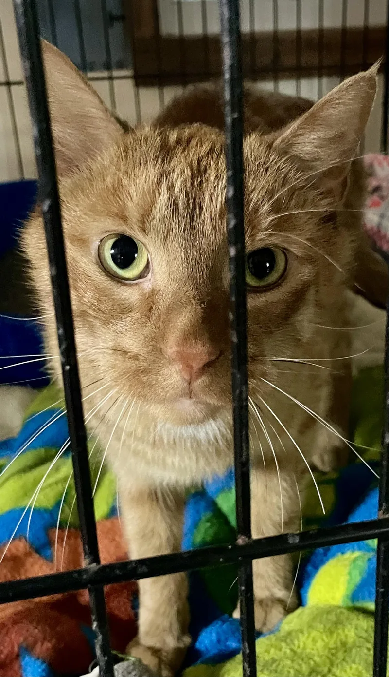 An adult medium-sized male Orange / Red Domestic Short Hair cat named Julius for adoption in Lacon, IL