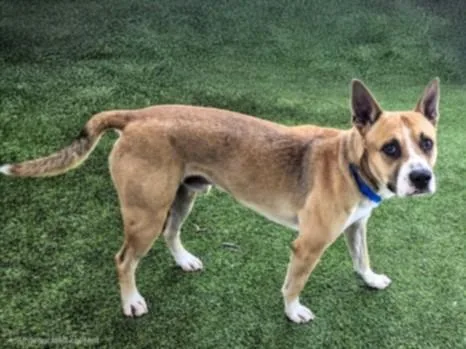 An adult large-sized male Pit Bull Terrier dog named Dulce for adoption in Van Nuys, CA