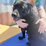An adult large-sized female Black Pit Bull Terrier dog named Mya for adoption in Hilliard, OH
