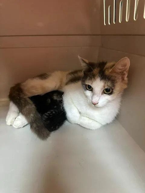 A young medium-sized female Domestic Short Hair cat named Butterscotch for adoption in Rome, GA
