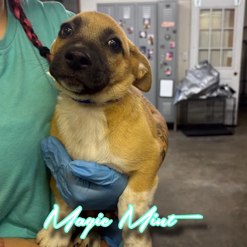 A baby medium-sized male Shepherd dog named Magic Mint for adoption in Hillsboro, OH
