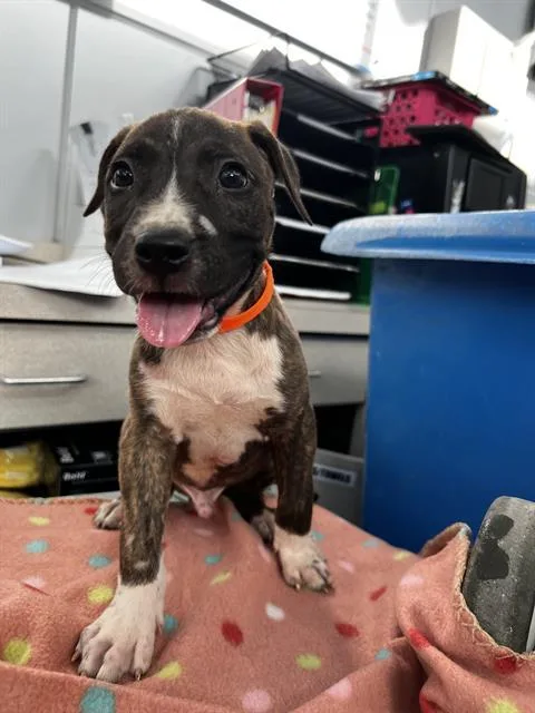 A baby large-sized male Mixed Breed dog named Otis for adoption in Dallas, TX