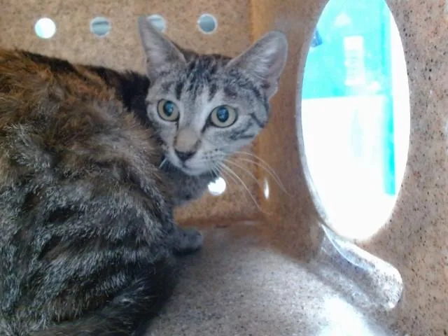 A young large-sized female Domestic Short Hair cat named Strawberry for adoption in Albuquerque, NM
