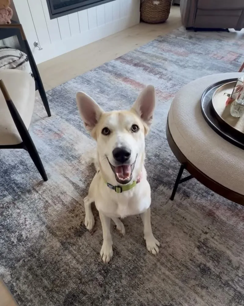 An adult medium-sized female White / Cream Shepherd dog named Cayenne for adoption in Commerce City, CO
