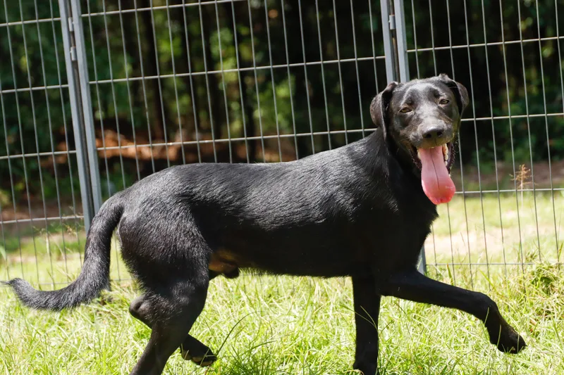 A young large-sized male Black Labrador Retriever dog named Chance for adoption in Fosters, AL
