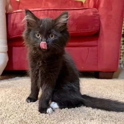 A baby small-sized female Domestic Short Hair cat named Tippy for adoption in Wheaton, IL
