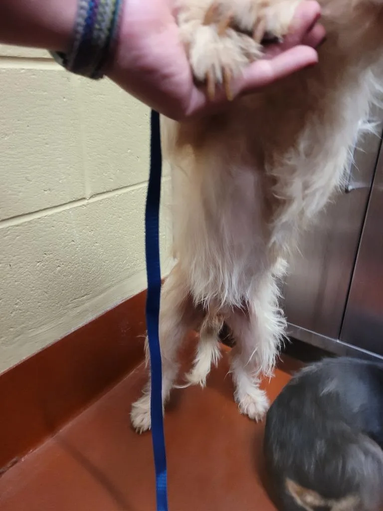 A young medium-sized male Mixed Breed dog named Sun for adoption in Douglasville, GA