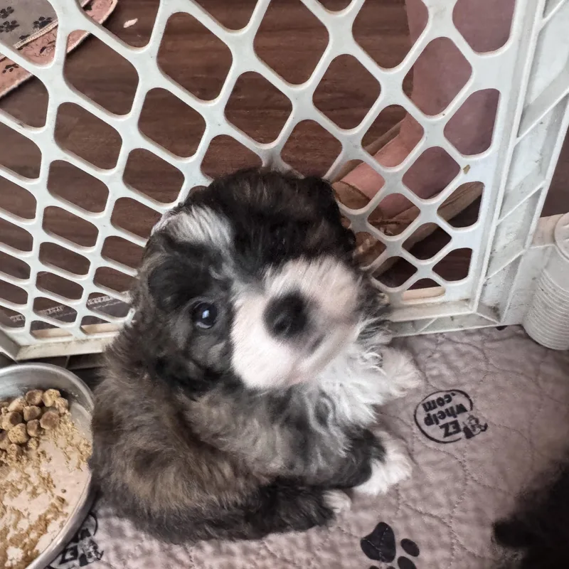 A baby small-sized male Tricolor (Brown, Black, & White) Shih Tzu dog named Declan for adoption in Monroe, NC