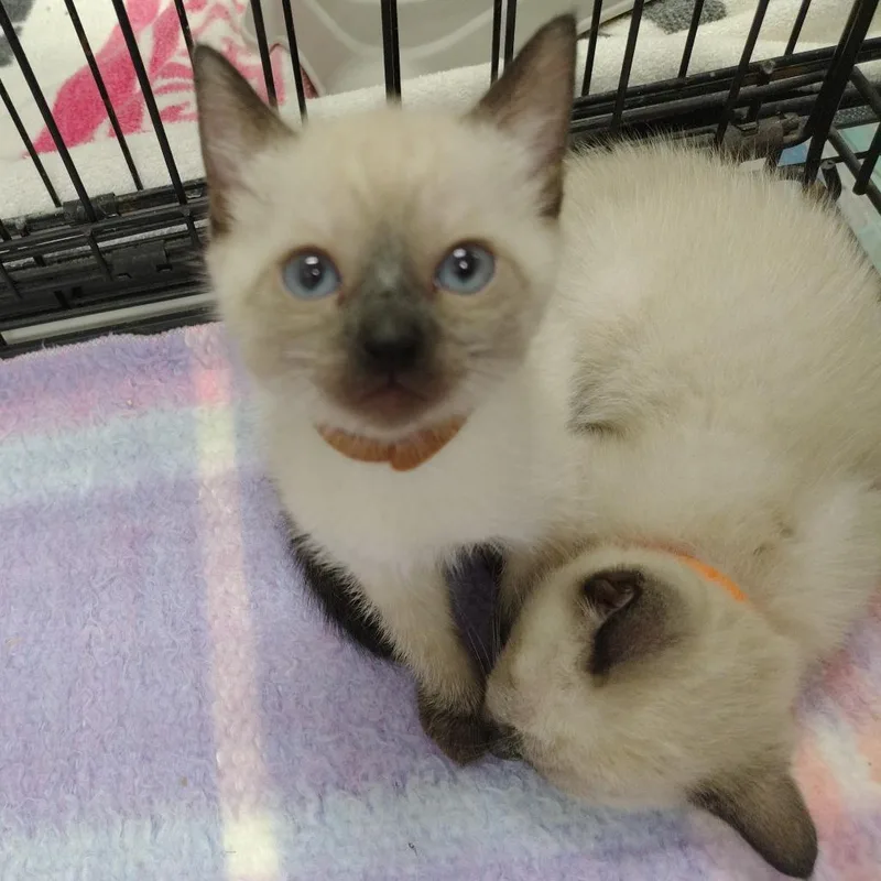 A baby small-sized male White Siamese cat named Popsicle for adoption in Coos Bay, OR