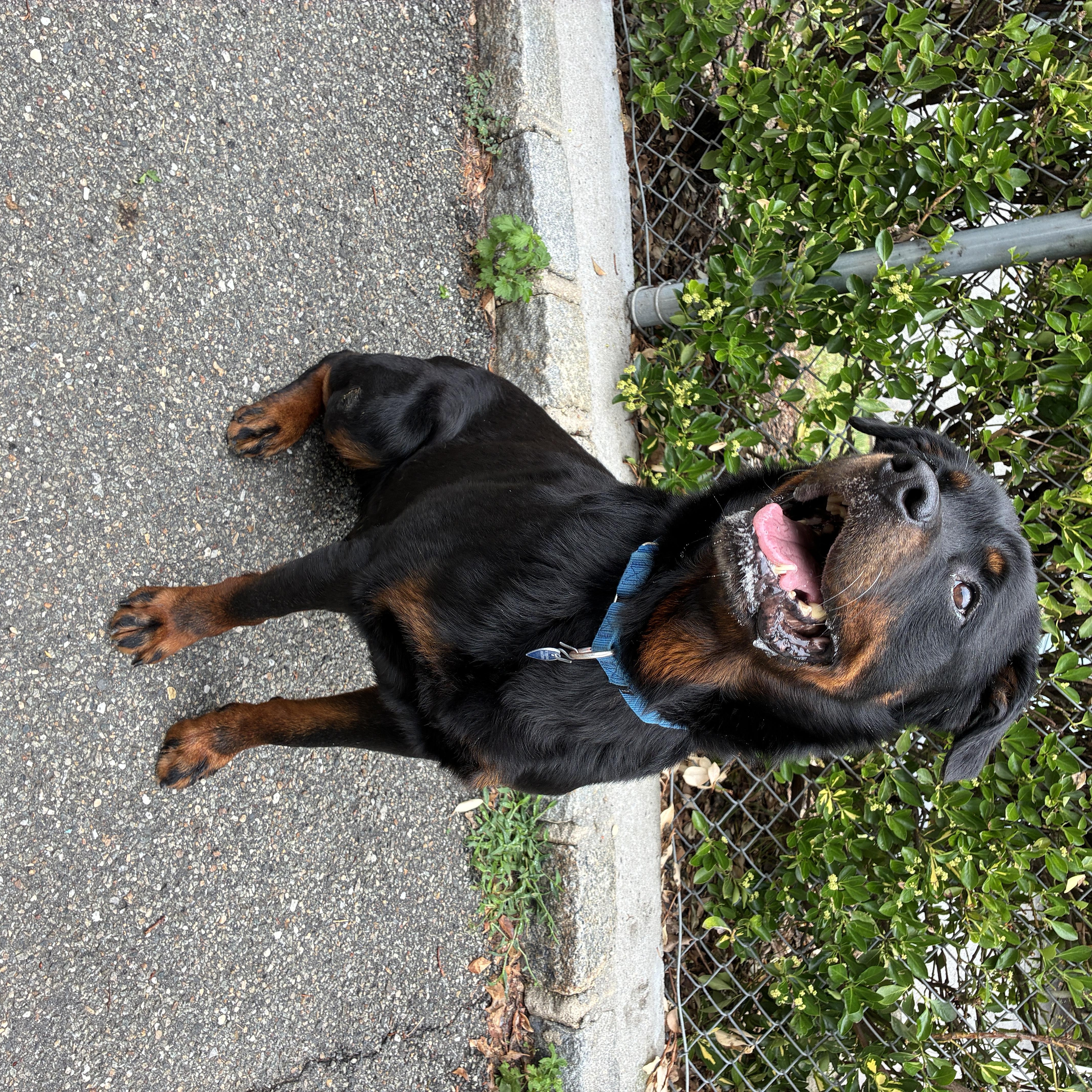 An adult large-sized male Black Rottweiler dog named Blue for adoption in Port Washington, NY