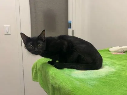A baby medium-sized female Black Domestic Short Hair cat named Cope's Gray Frog for adoption in Kansas City, MO