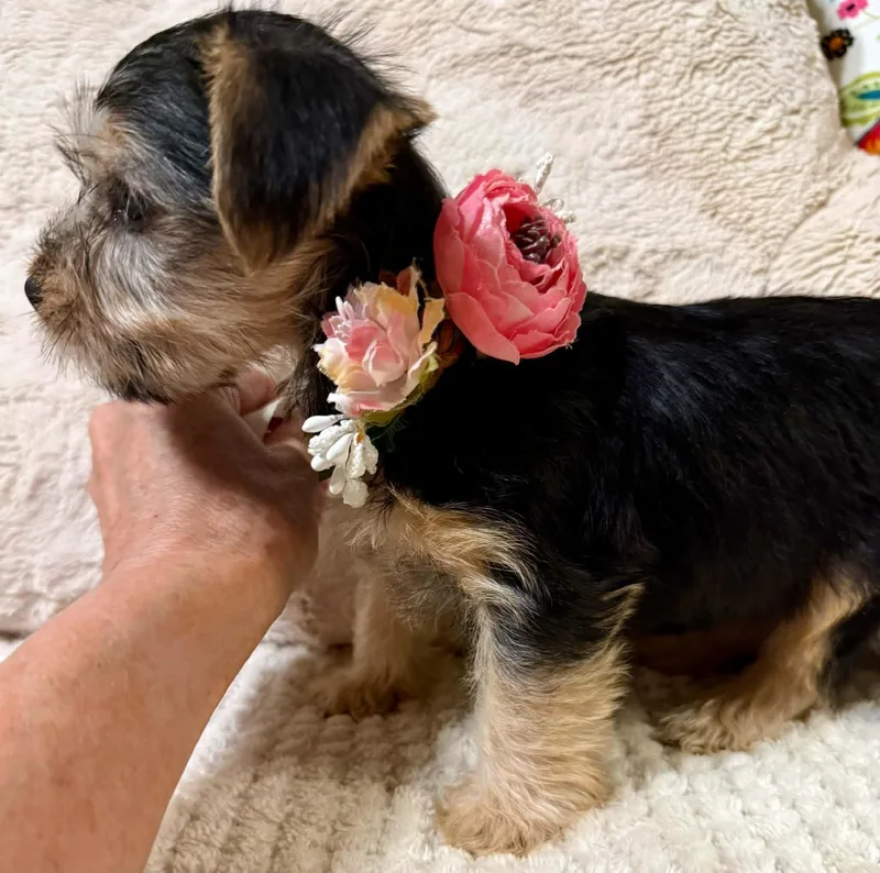 A young small-sized female Yellow / Tan / Blond / Fawn Terrier dog named Olivia for adoption in Fort Worth, TX
