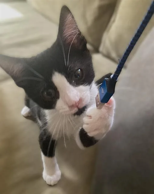 A baby small-sized male Domestic Short Hair cat named Artemis for adoption in Sacramento, CA