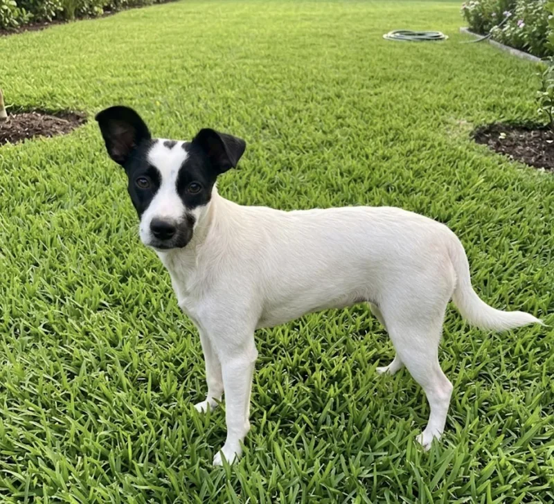 A baby small-sized female White / Cream Rat Terrier dog named Betty Lou for adoption in Palm springs, FL