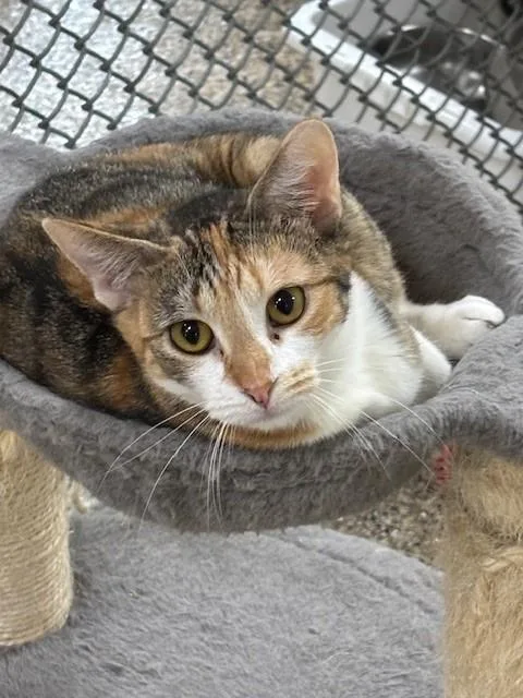 A young medium-sized female Calico Domestic Short Hair cat named Ace for adoption in Hawk Point, MO