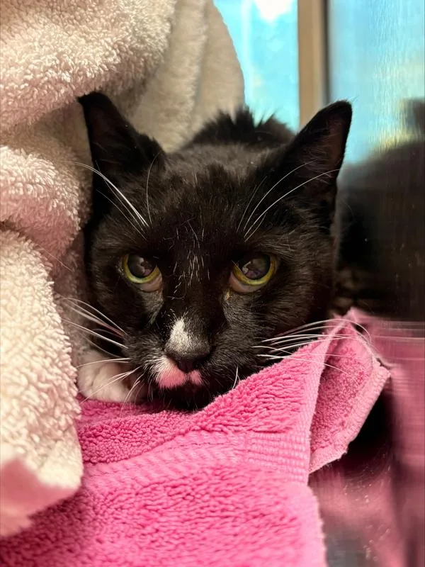 A senior large-sized female Domestic Short Hair cat named Swae Lee for adoption in Stratham, NH