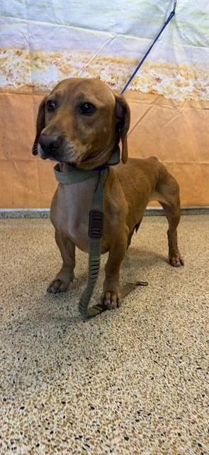A young small-sized male Dachshund dog named Simba for adoption in Miami, FL