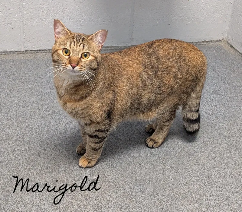 An adult medium-sized female Tabby (Brown / Chocolate) Domestic Short Hair cat named Marigold for adoption in Flint, MI