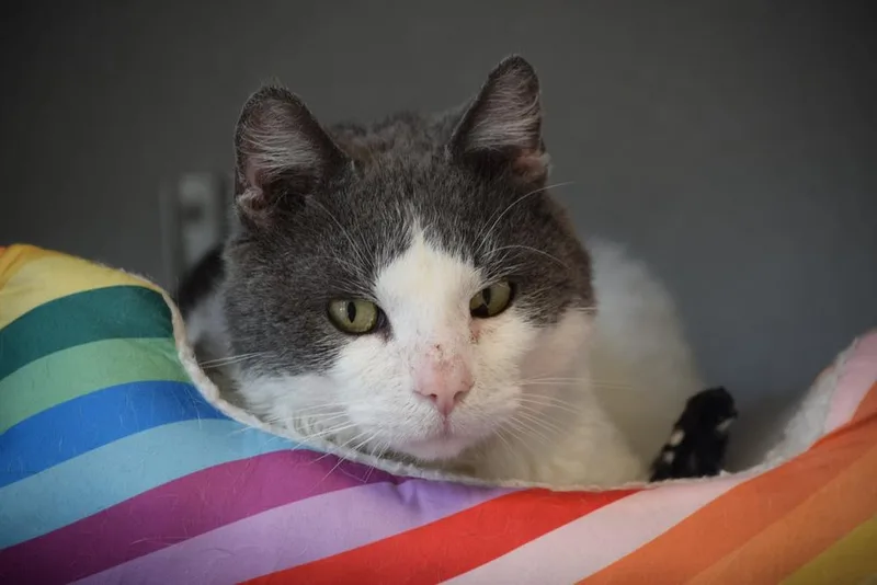 An adult medium-sized male Gray & White Domestic Short Hair cat named Sharpie for adoption in Bowling Green, OH