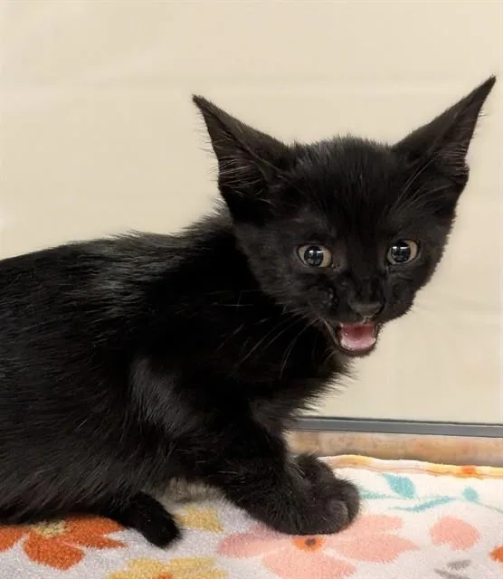 A baby medium-sized female Domestic Short Hair cat named Cookie A for adoption in Plano, TX