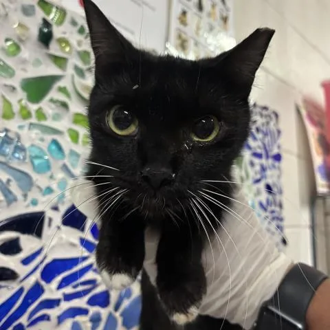 A young medium-sized female Domestic Short Hair cat named Wasabi for adoption in Pensacola, FL