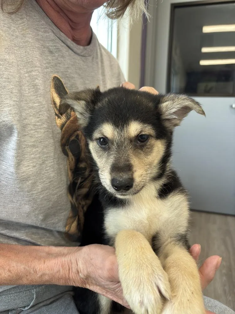 A baby small-sized male German Shepherd Dog dog named Chesney for adoption in Suamico, WI