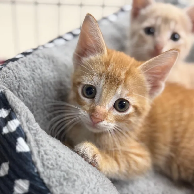 A baby small-sized male Orange / Red Domestic Short Hair cat named Cheddar for adoption in Redwood Falls, MN