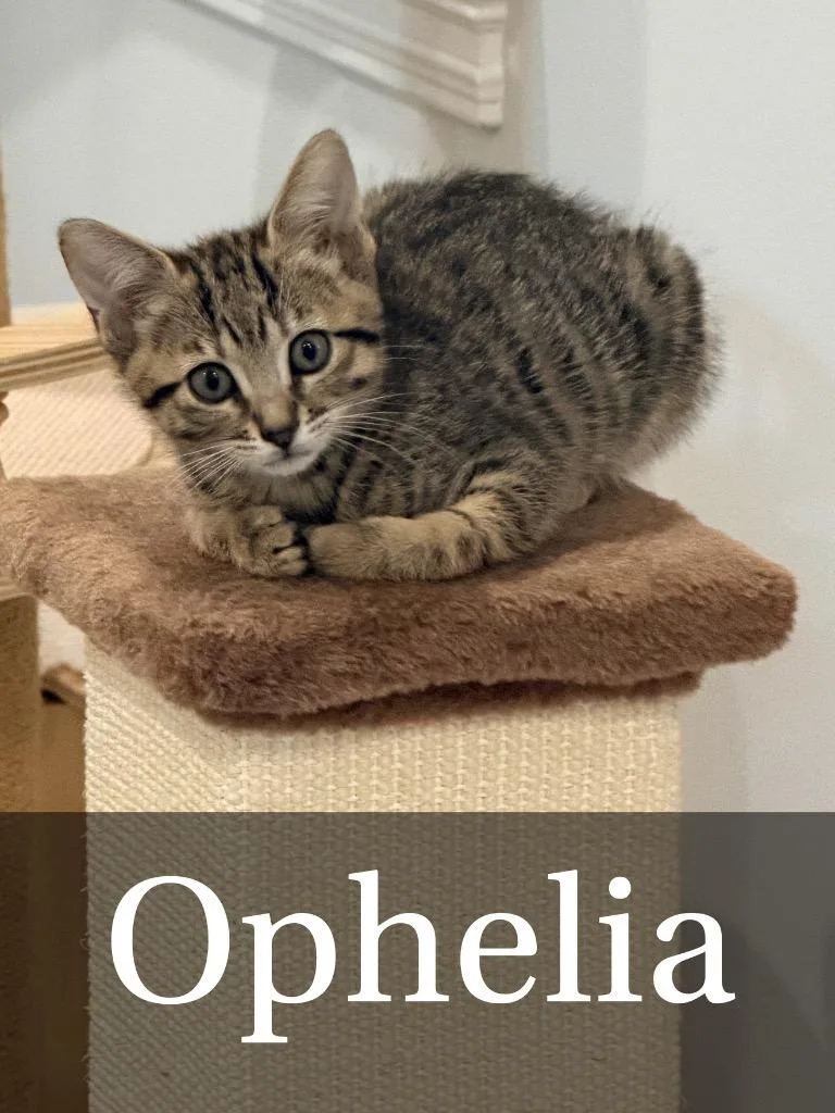 A baby medium-sized female Domestic Short Hair cat named Ophelia for adoption in Hoover , AL