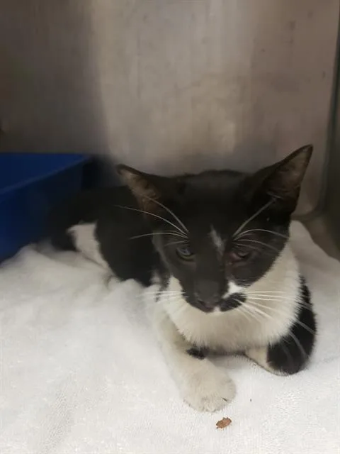 An adult small-sized female Domestic Short Hair cat named Sweat Pea for adoption in Sacramento, CA