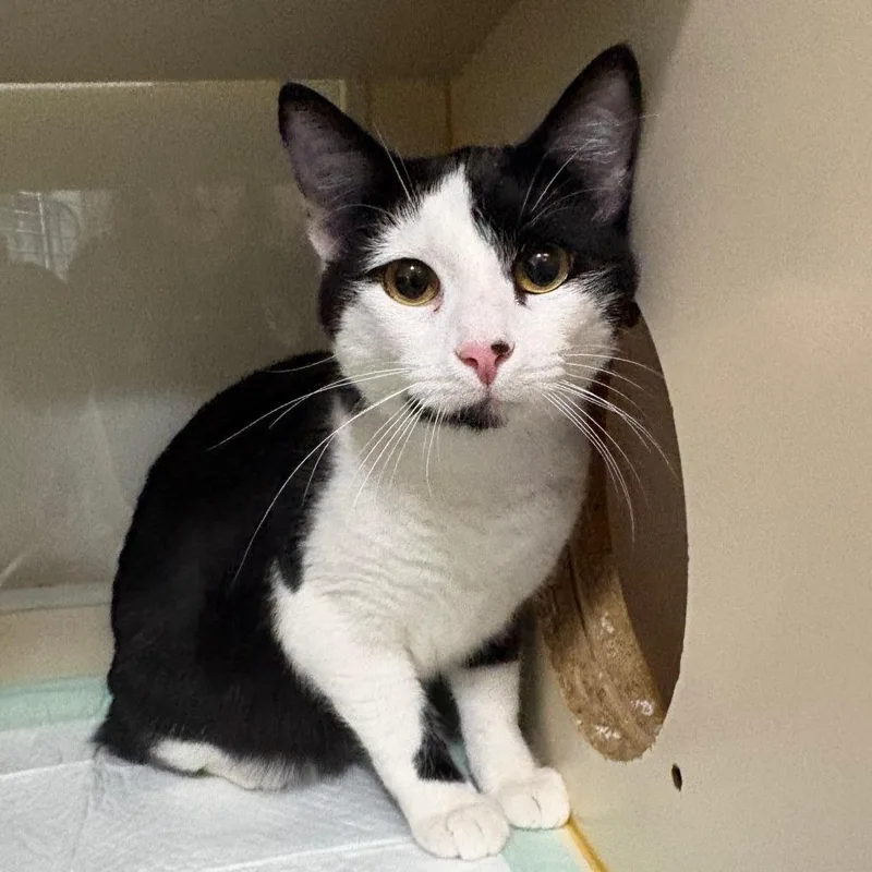 A young medium-sized male Black American Bobtail cat named Dalton for adoption in Tulsa, OK