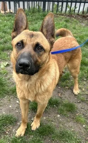 A young medium-sized male Shepherd dog named Pluto for adoption in Buffalo, NY