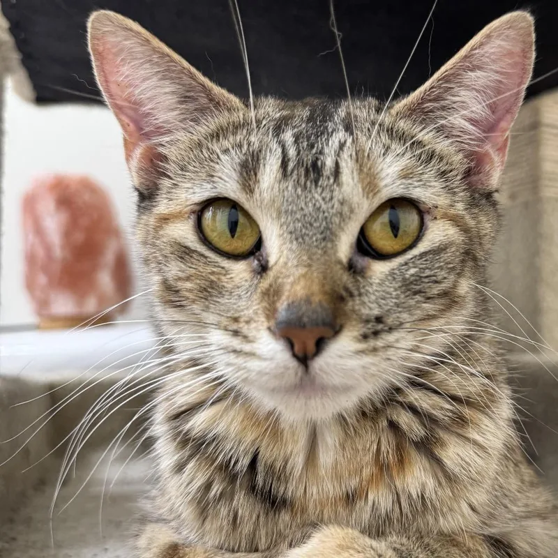 Artemis