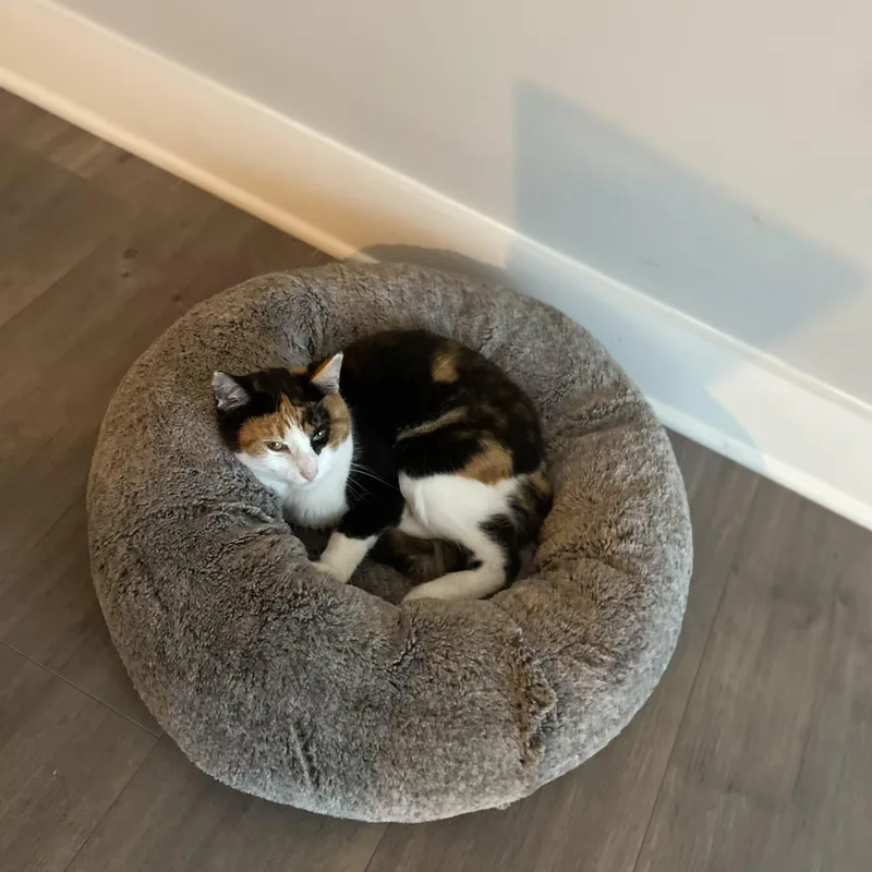 An adult medium-sized female Calico Domestic Short Hair cat named Linda for adoption in Houston, TX