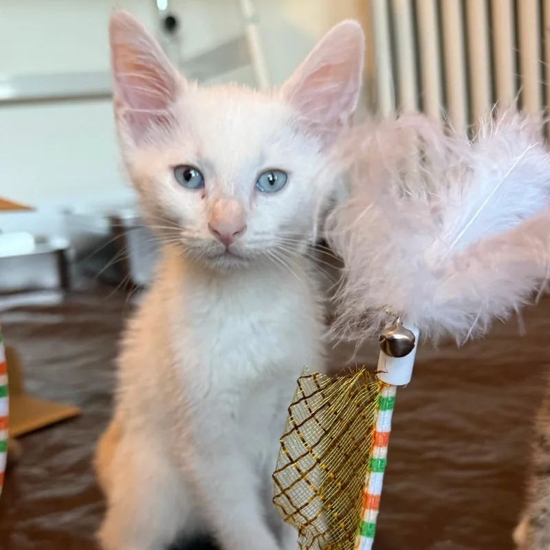 A young medium-sized male Orange & White Domestic Short Hair cat named Moonstone for adoption in Evanston, IL